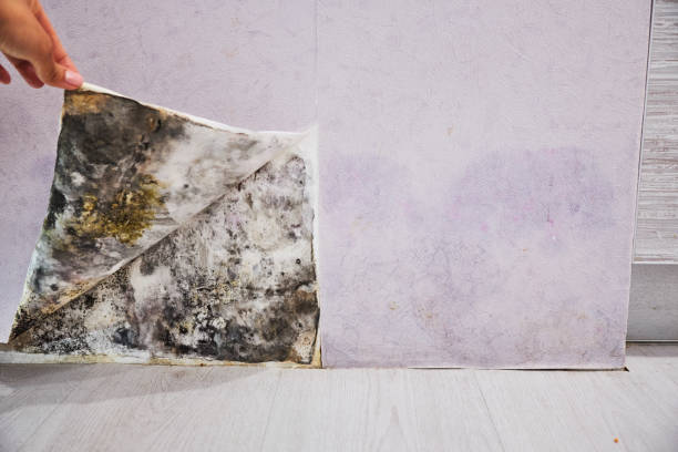 Best Black Mold Removal  in Davenport, FL